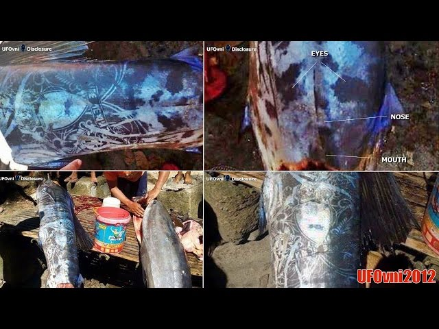 Strange “Tattooed” Fish Found in Philippines