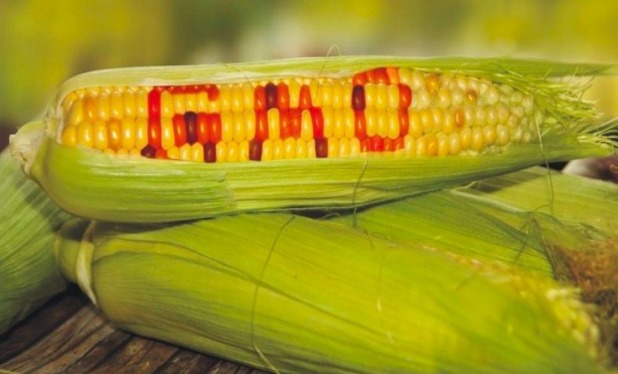 Syngenta GMO corn lawsuit farmers