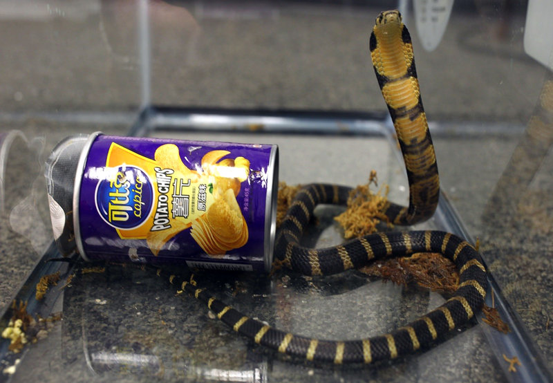 Deadly Snakes Arrive In U.S., Shipped In Potato Chips Cans