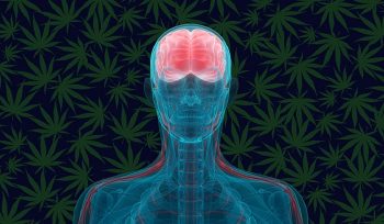 Cannabis – The Ultimate in Neuroprotection