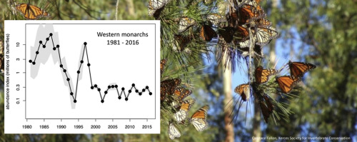 Government Considers Adding Monarch Butterflies to the Endangered Species List