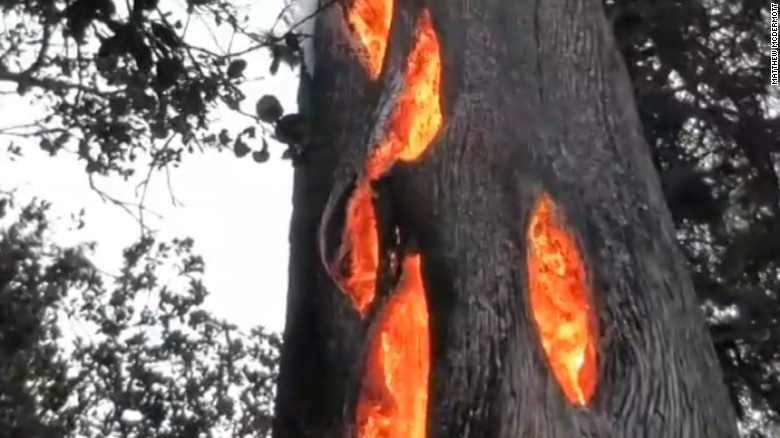 Man Finds Tree Burning From INSIDE OUT While Escaping California Fires!!!