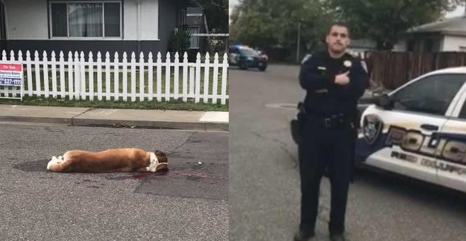 Witness Accounts Clash With Police Report in Shooting of 2 St. Bernard Dogs