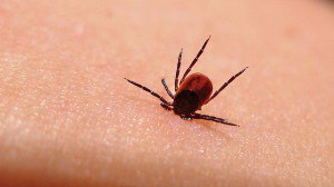 lyme-disease-tick