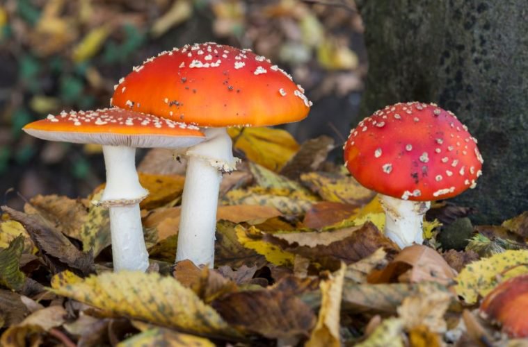 How The New Science of Psychedelics Can Teach Us About Depression, Trauma & Much More…