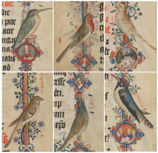 Kingfisher (kyngefystere), robin (roddock), skylark (larke), female house sparrow (sparwe hen), starling (stare), spotted woodpecker (wodewale): Add MS 74236, pp. 383, 382, 369, 377, 385, 373 (details). (Public Domain)