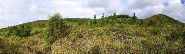 Young pine trees on Île des Pins (Isle of Pines), New Caledonia. (bennytrapp /Adobe Stock)