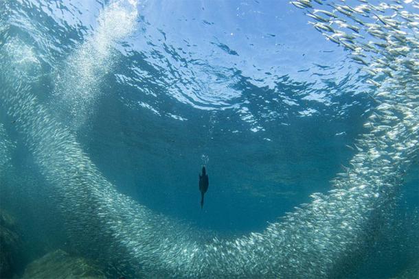 A cormorant diving in for a catch. Credit: Andrea Izzotti / Adobe Stock