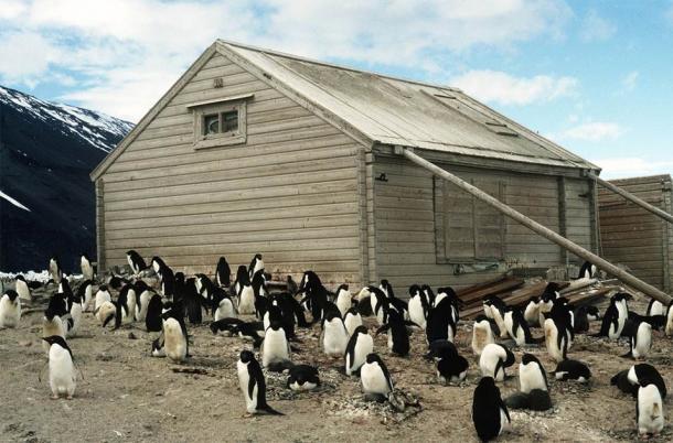 Borchgrevink’s Hut at Cape Adare is located in an area that is home to over 400,000 Adeline Penguins. The hut is being conserved by the Antarctic Heritage Trust. The Antarctic fruitcake was just one of almost 1,500 artifacts collected at Cape Adare. (Antarctic Heritage Trust)