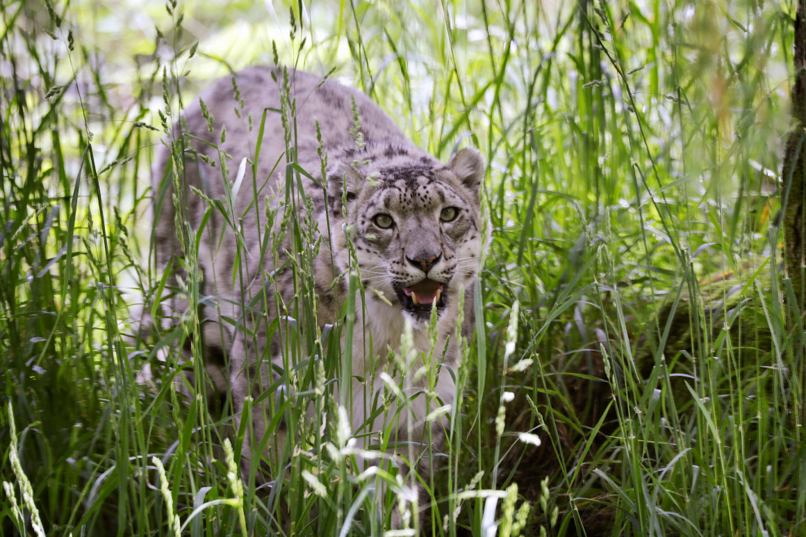 Snow leopard at Kentucky zoo tests positive for coronavirus