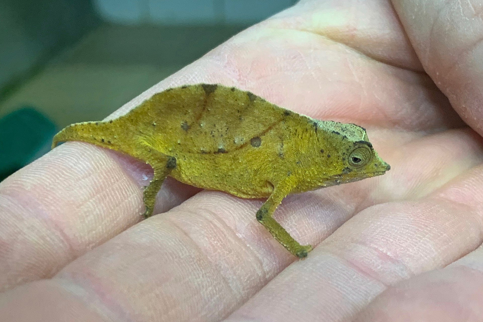 Man caught trying to smuggle 74 chameleons into Austria