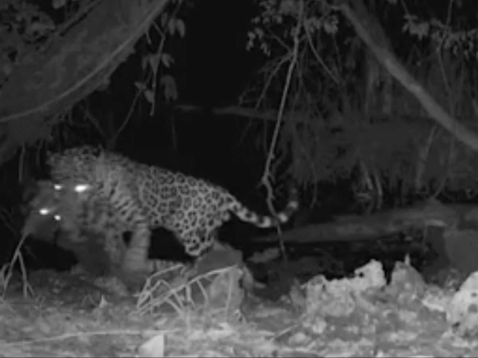 Rare video showing jaguar killing ocelot at watering hole could be sign of climate change