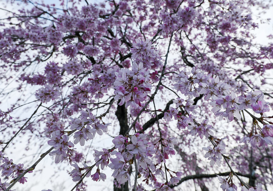 Kyoto's cherry blossom (Photos: Ilan Rogers) 