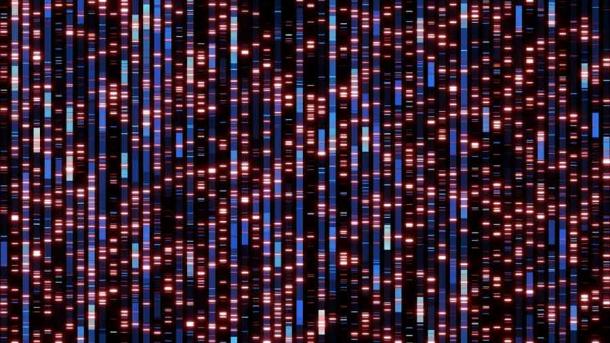 A much better genetic map will likely be produced from this breakthrough in nuclear DNA analysis. (immimagery / Adobe Stock)