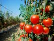 The price of tomatoes and the destruction of Zionism