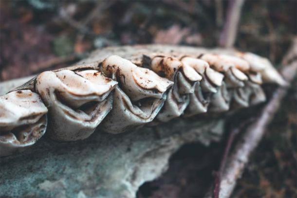 Elk teeth, thousands of them, were used by the Yuzhniy Oleniy Ostrov culture to make their unique elk teeth pendants and rattle outfits for dances. (Alexandra / Adobe Stock)