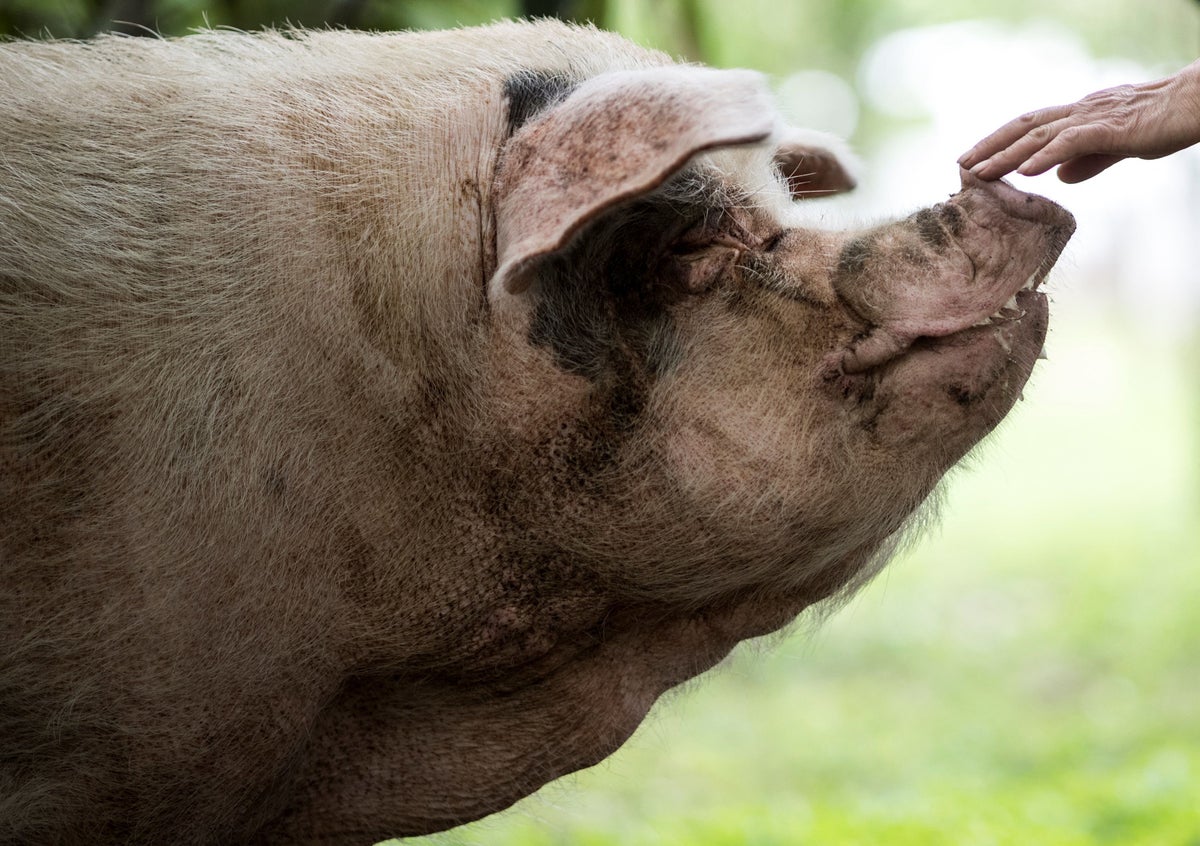 China mourns heroic ‘Strong-Willed Pig’ that survived earthquake after it dies of old age