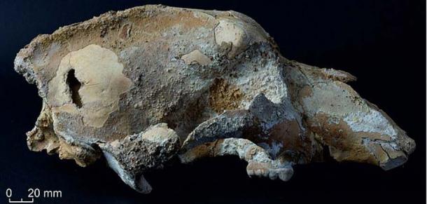 Lateral view of the small cave bear skull (U. ex gr. savini-rossicus) from the Imanay Cave in eastern Russia. (Bulletin of Archeology, Anthropology, and Ethnography)