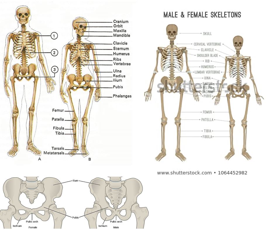 Скелет в цифрах. Вес скелета женщины. Скелет женщины с описанием. Male and female Skeleton. Женский скелет vs мужской.