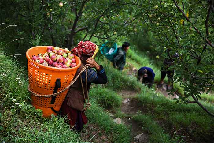 Apple Orchard