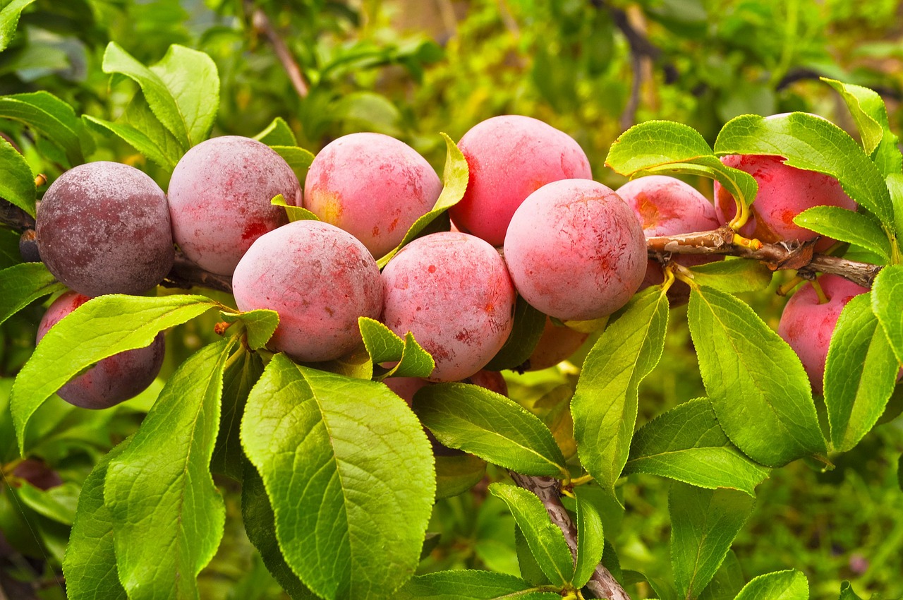 11 Reasons to Love Plums