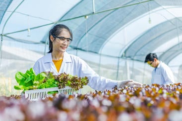 Scientists Are Attempting to Grow Covid Vaccine-Filled Spinach, Lettuce, Edible Plants To Replace Co...