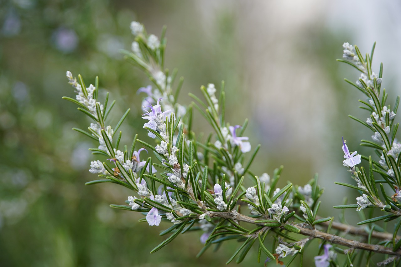 The Health Benefits of Rosemary