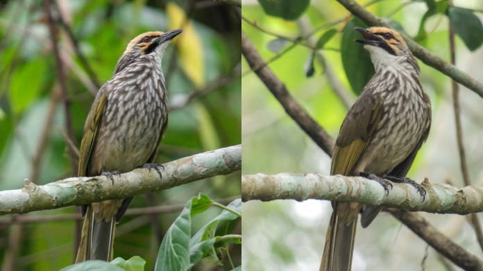 Straw-headed bulbul