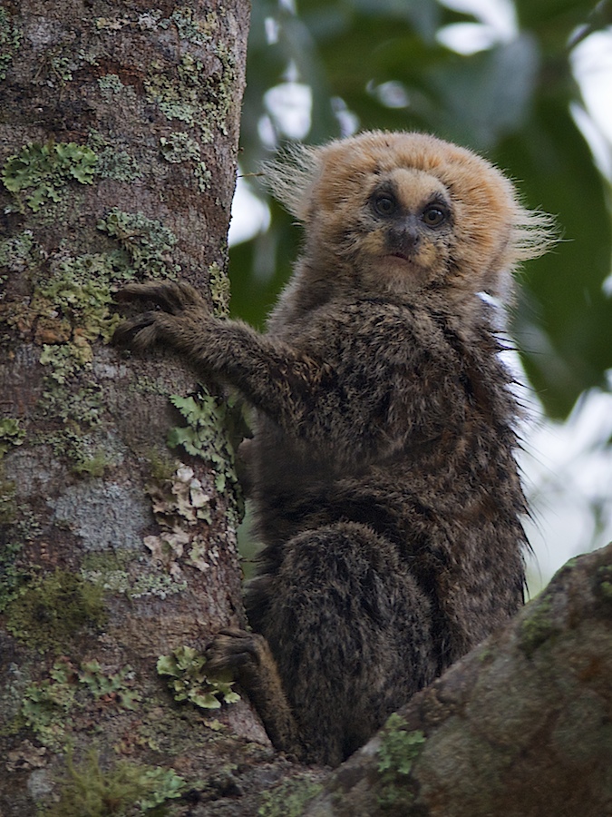 Buffy-headed marmoset