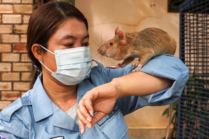 Magawa plays with his handler, So Malen, at the APOPO Visitor Center in Siem Reap, Cambodia in June.