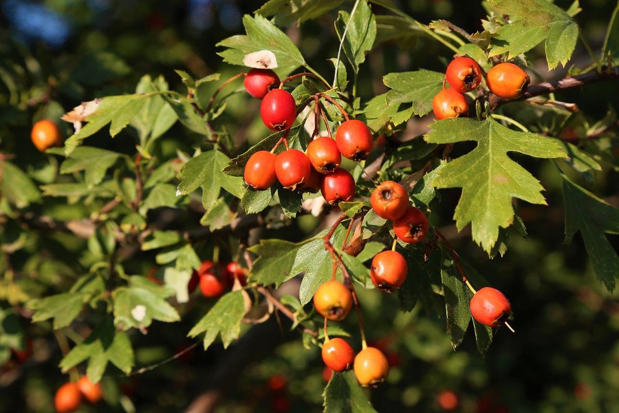 7 Edible Plants for the Bog: Good Eats That Grow in Wet Soil