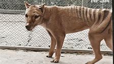 Australian Scientists Hope To ‘De-Extinct’ Tasmanian Tiger In Next 10 Years