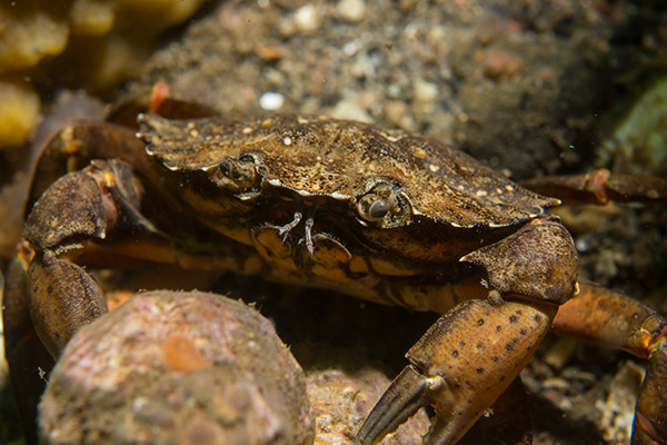 BEYOND STUPID: China begins testing fresh fish, crabs, prawns for coronavirus germs as covid theater...