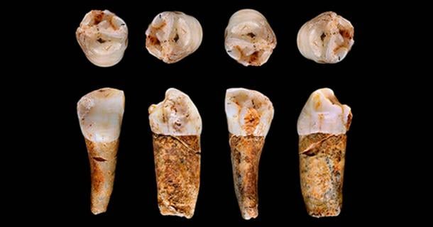 A Neanderthal premolar tooth from the Almonda cave system, Portugal. Source: João Zilhão/University of Southampton