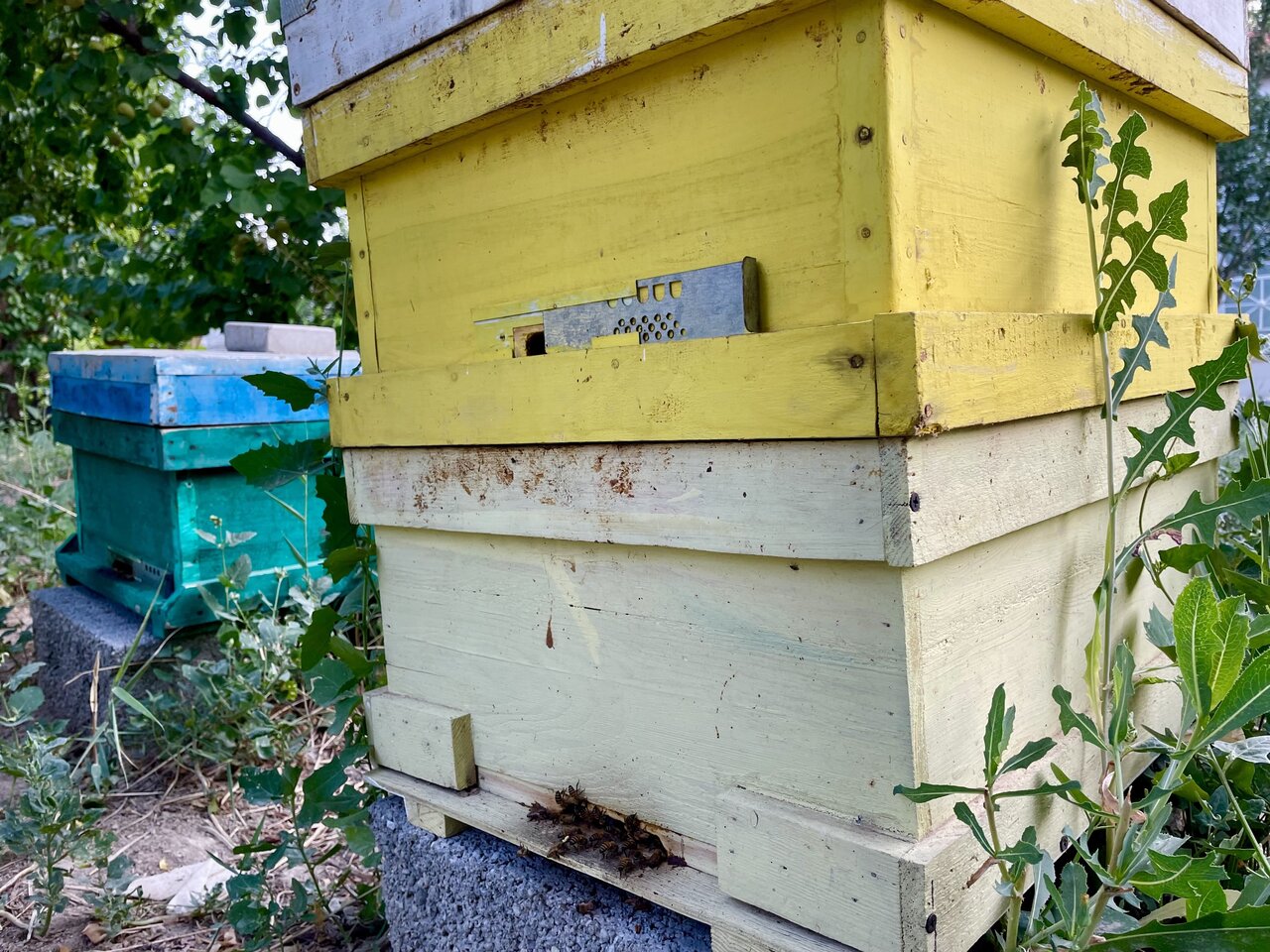 Annual honey production in West Azarbaijan expected to exceed 32,000 tons