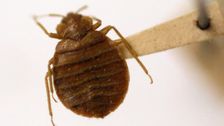 Bedbugs Panic Spreads Across France Ahead Of 2024 Olympics