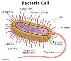 Covid Is Bacterial, Not Viral: Or Why the Covid Regime Is Totalitarian